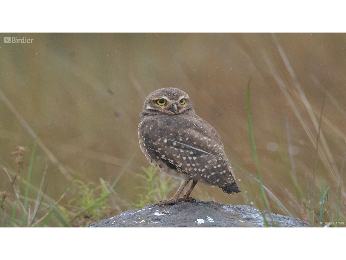 Athene cunicularia
