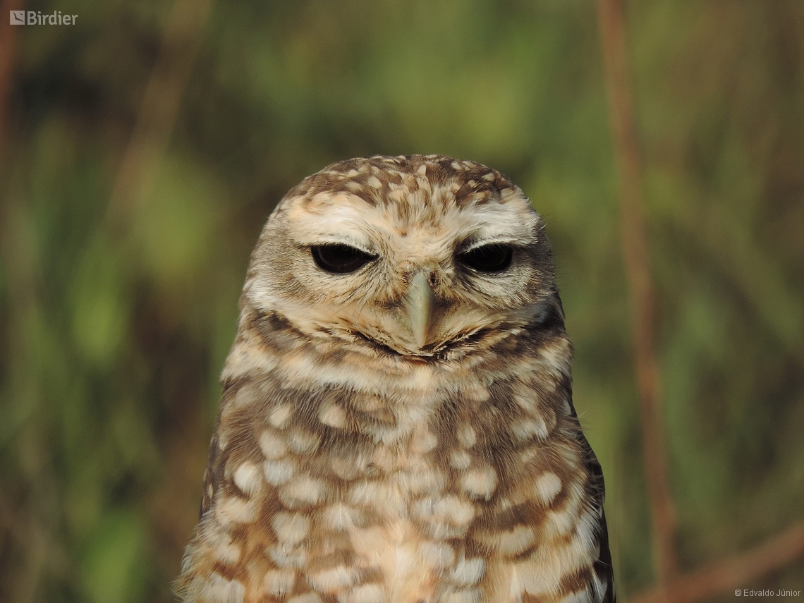 Athene cunicularia