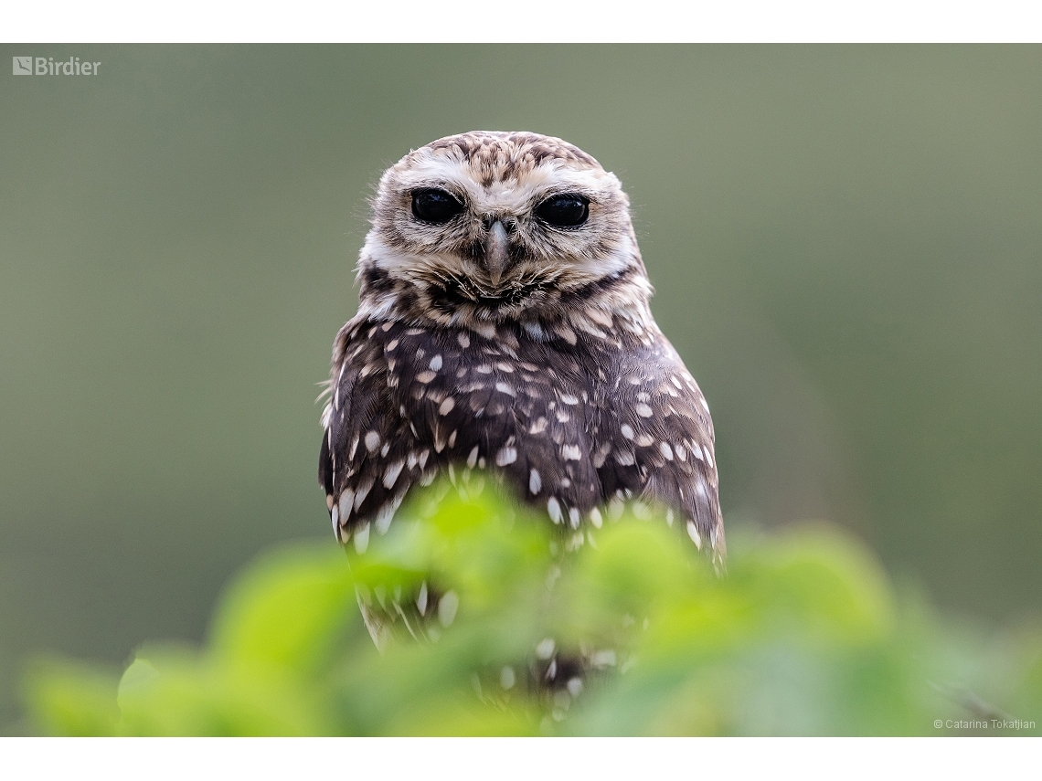 Athene cunicularia