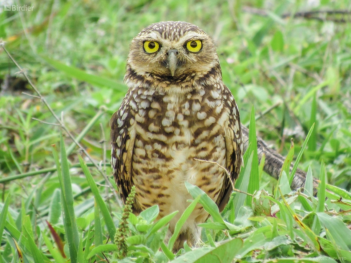 Athene cunicularia