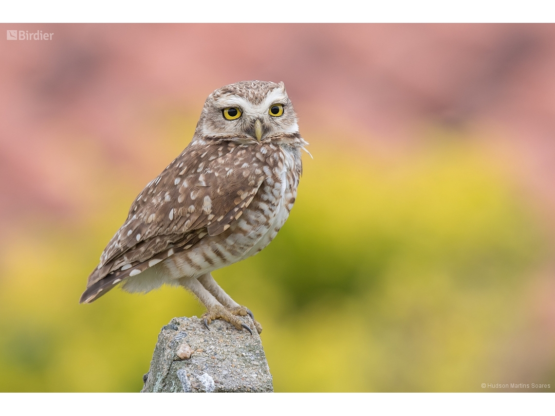Athene cunicularia