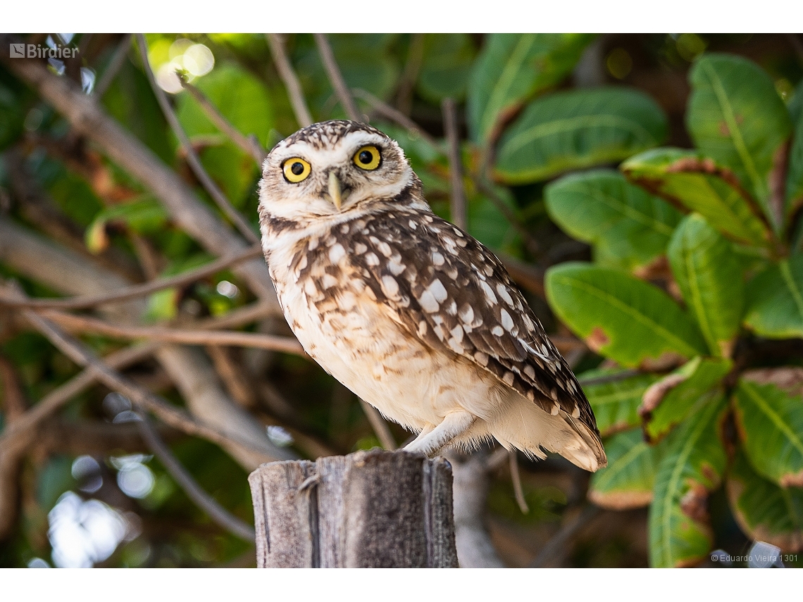 Athene cunicularia