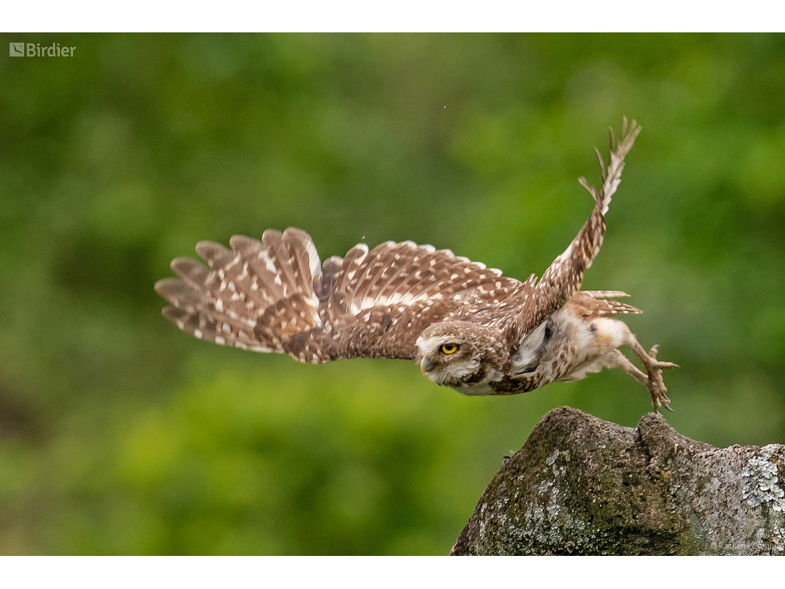 Athene cunicularia