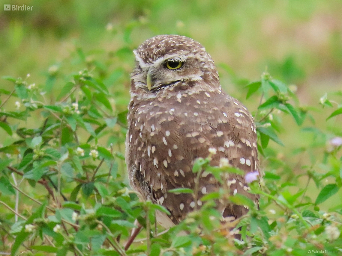Athene cunicularia