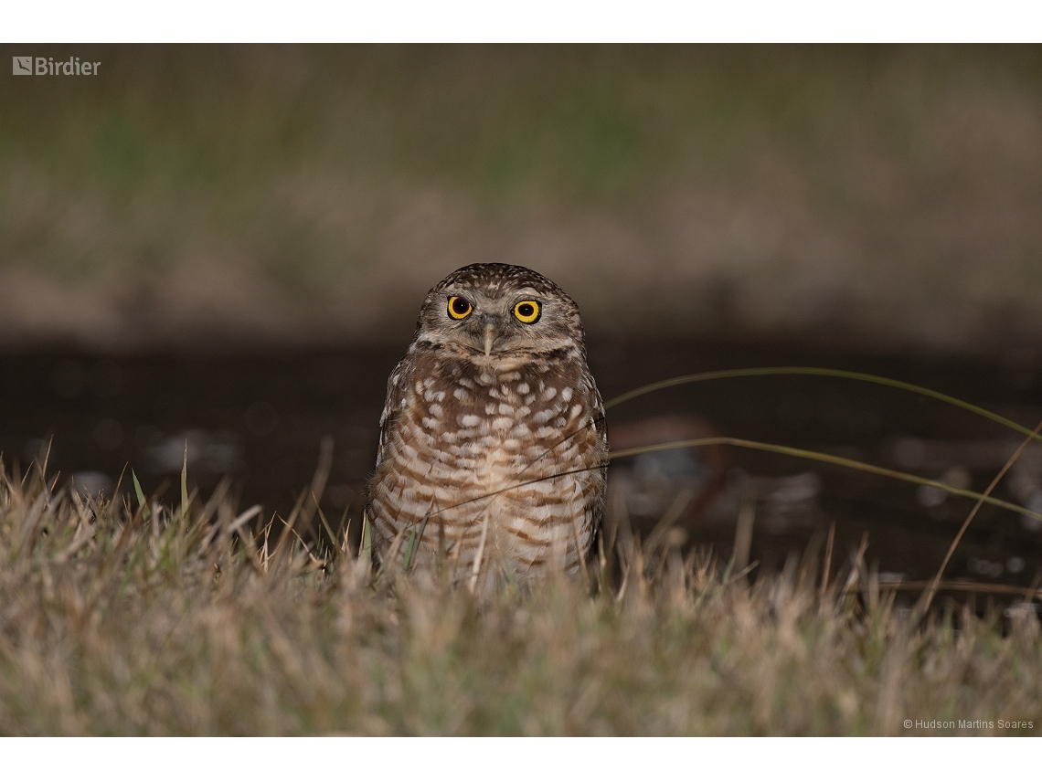 Athene cunicularia