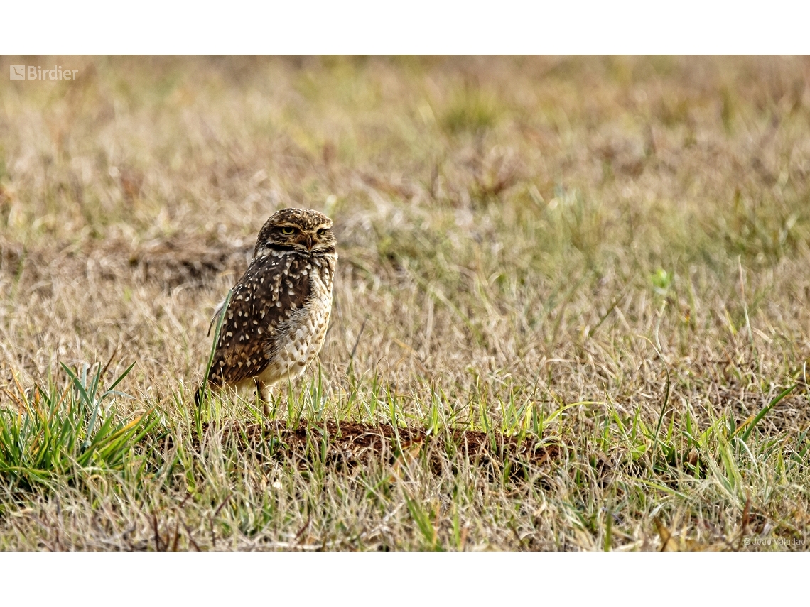Athene cunicularia