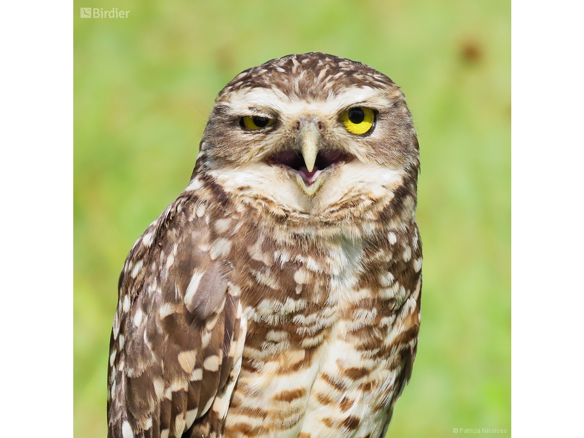 Athene cunicularia