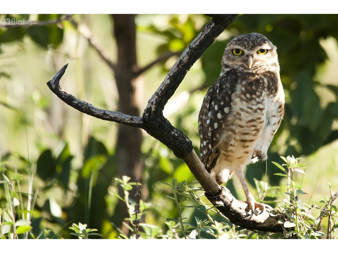 Athene cunicularia