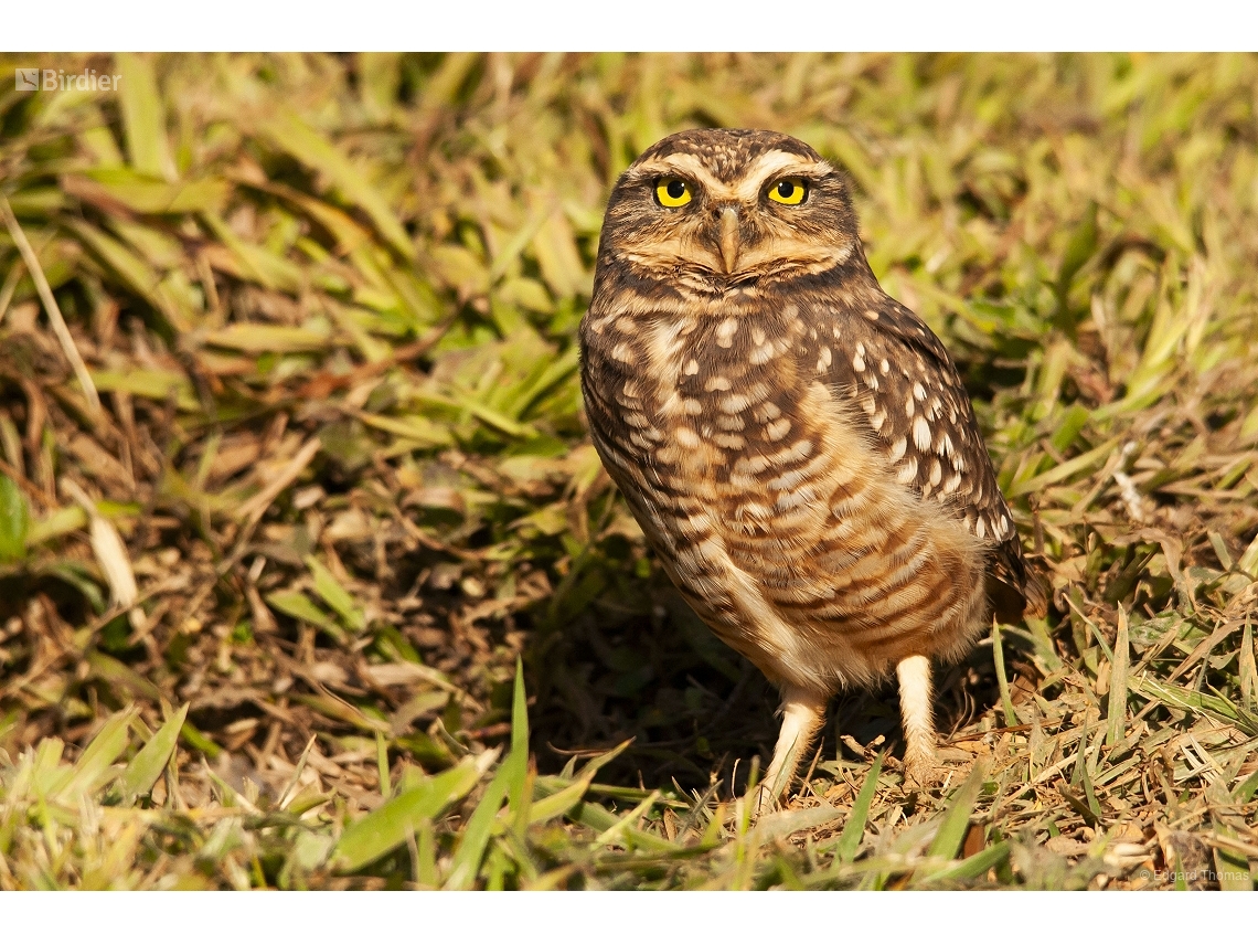 Athene cunicularia