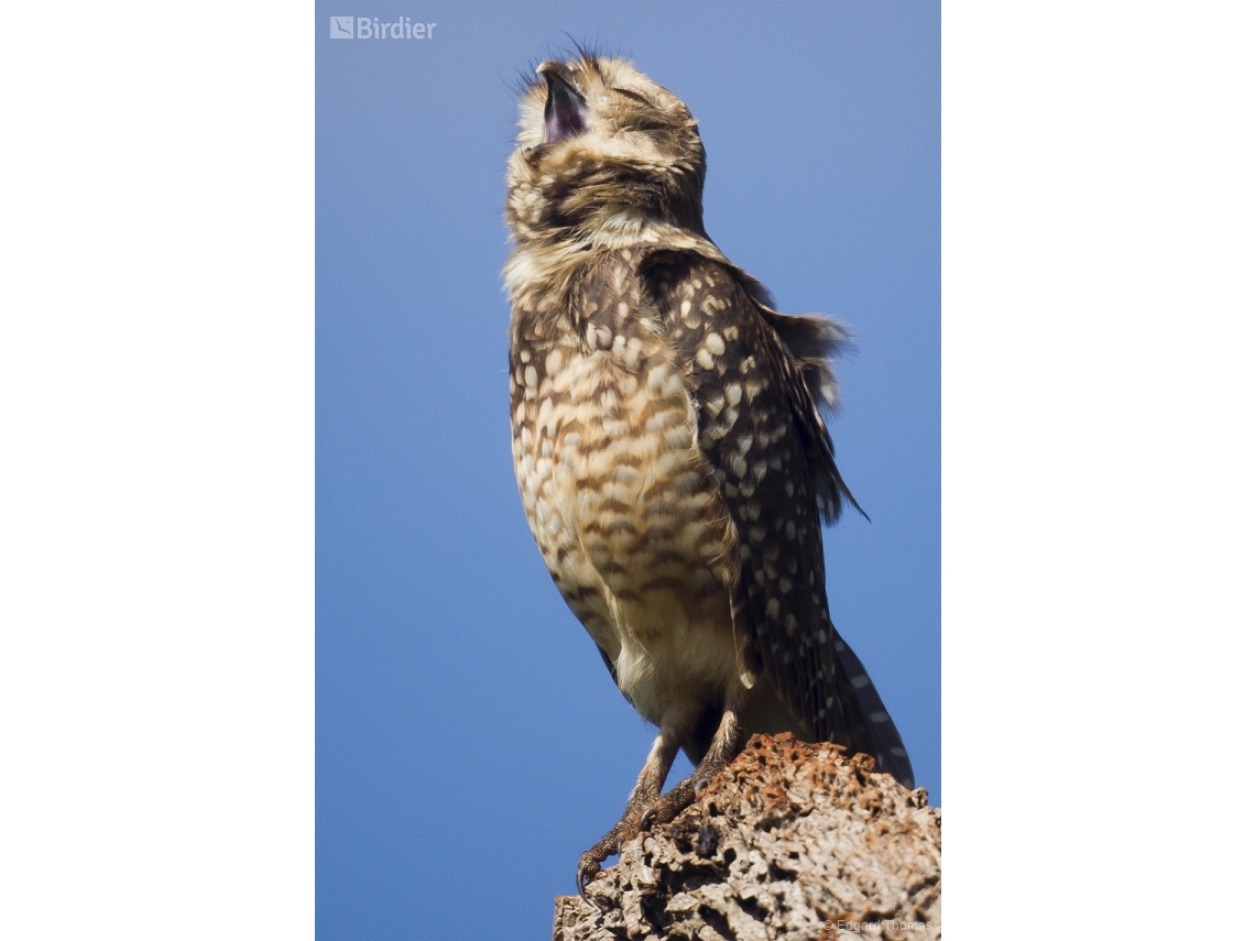 Athene cunicularia