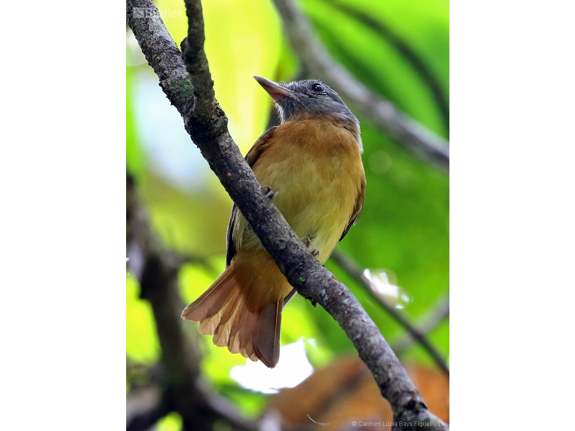 Attila citriniventris