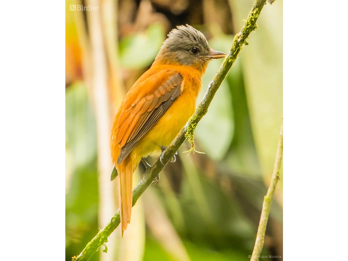 Attila phoenicurus