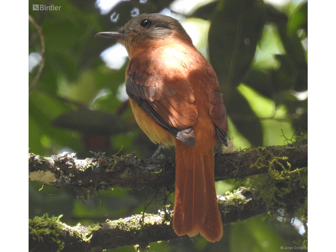 Attila phoenicurus