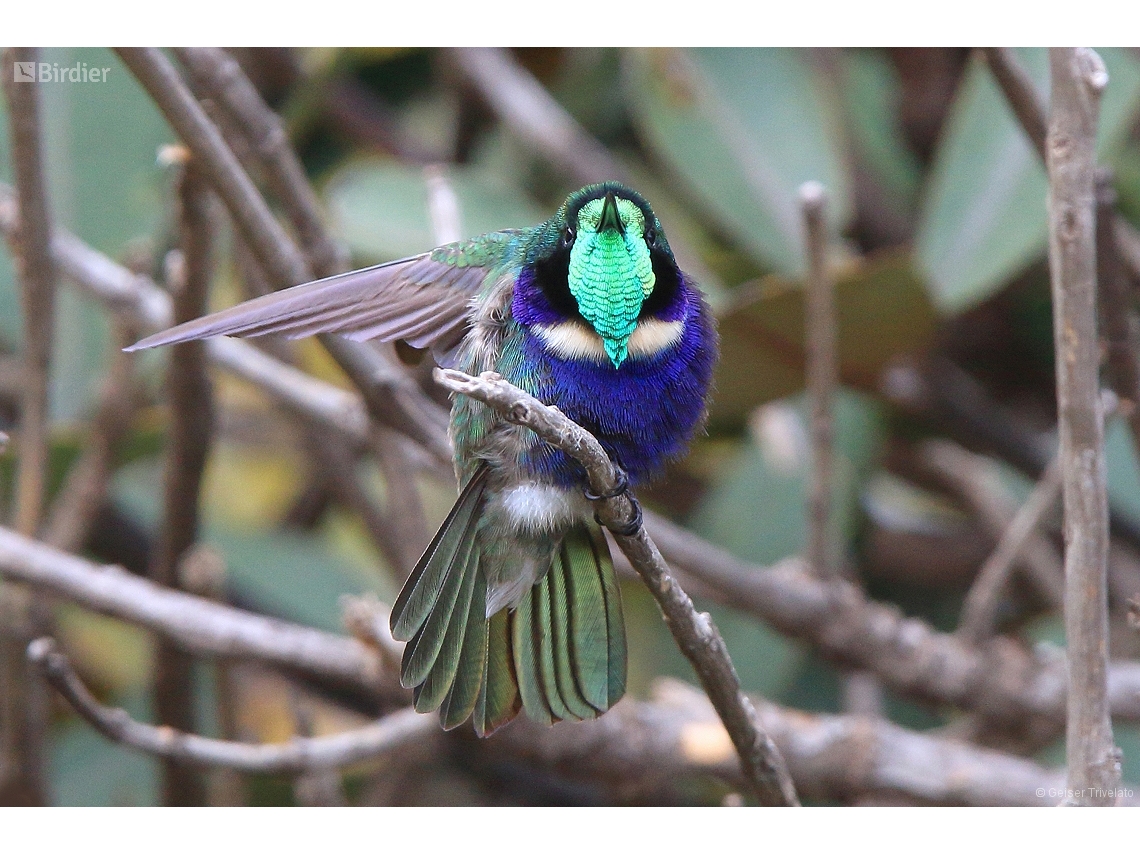 Augastes scutatus