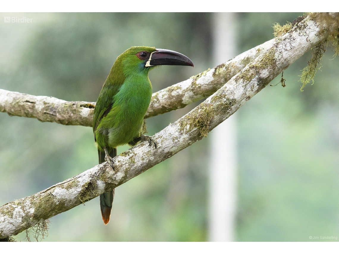 Aulacorhynchus haematopygus