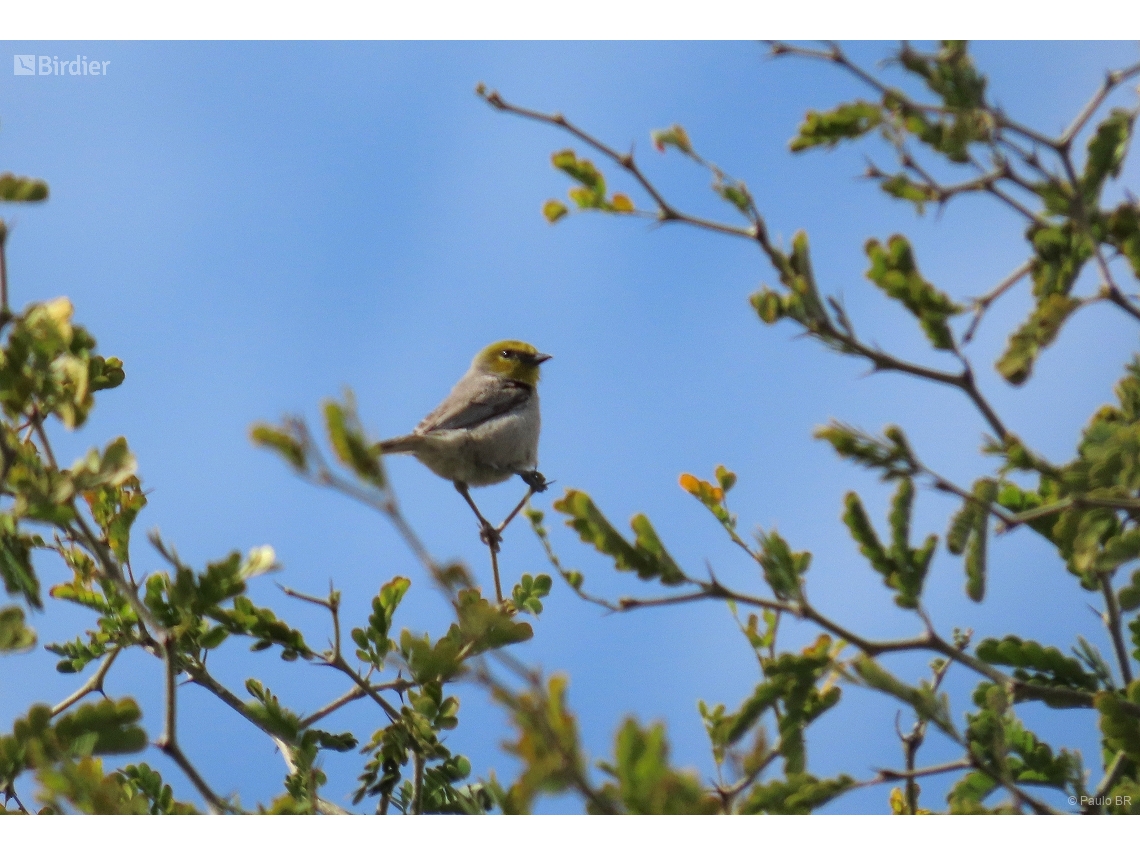 Auriparus flaviceps