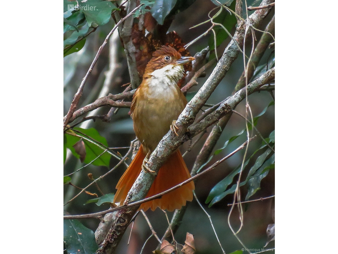 Automolus leucophthalmus