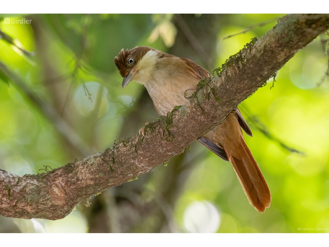 Automolus leucophthalmus