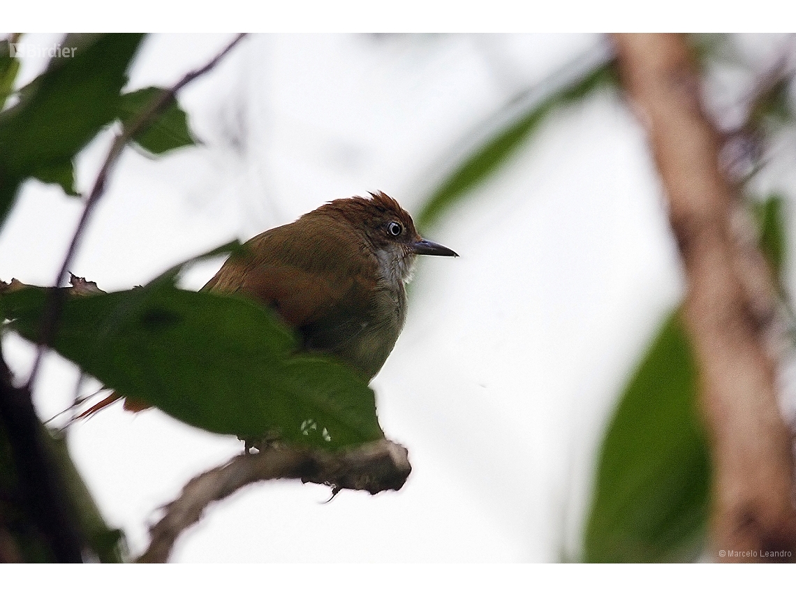 Automolus leucophthalmus