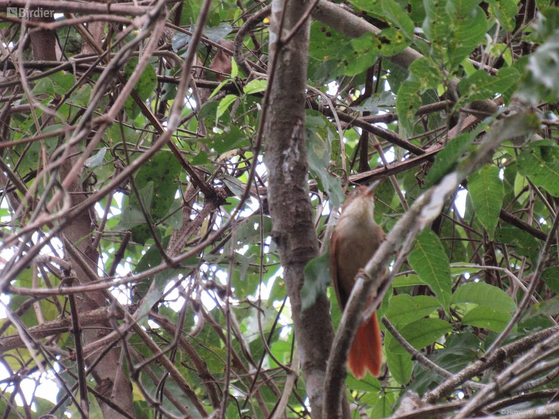 Automolus leucophthalmus