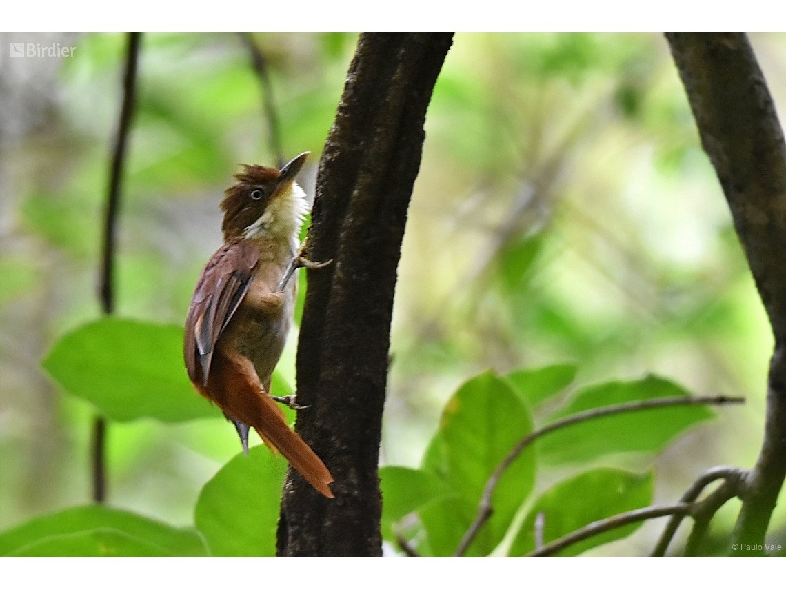 Automolus leucophthalmus