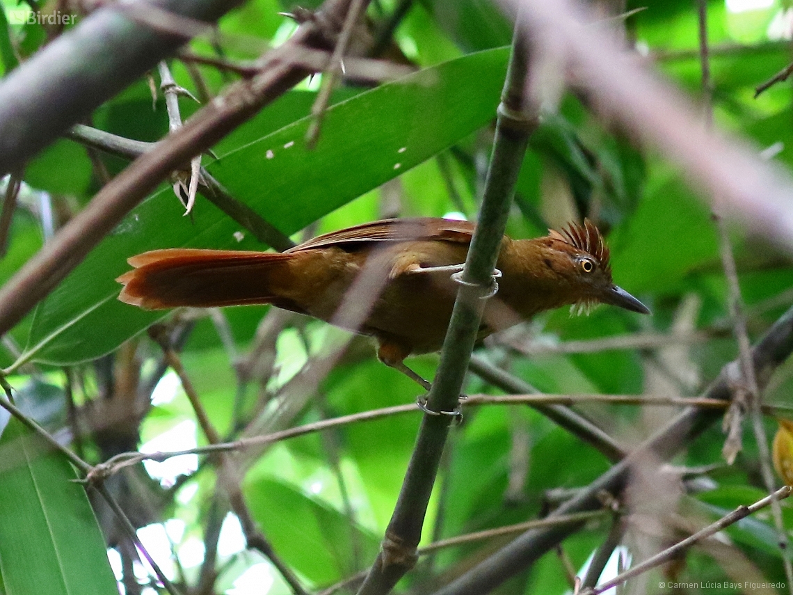 Automolus rufipileatus