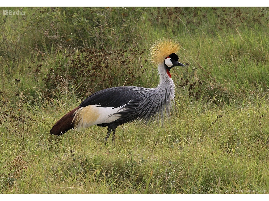 Balearica regulorum