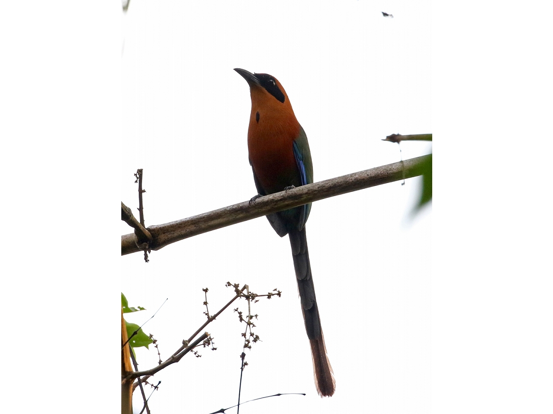 Baryphthengus martii