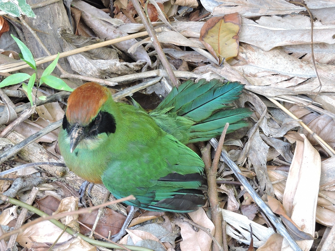 Baryphthengus ruficapillus