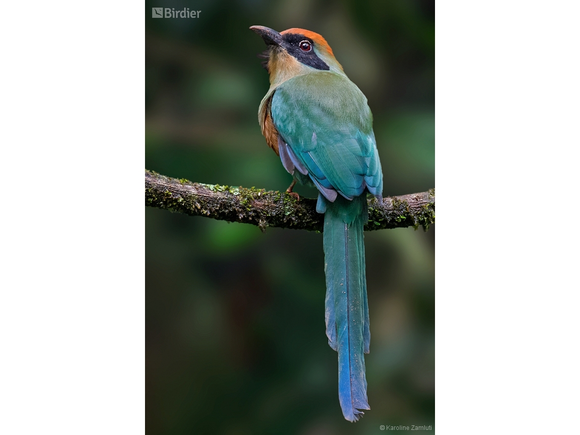 Baryphthengus ruficapillus