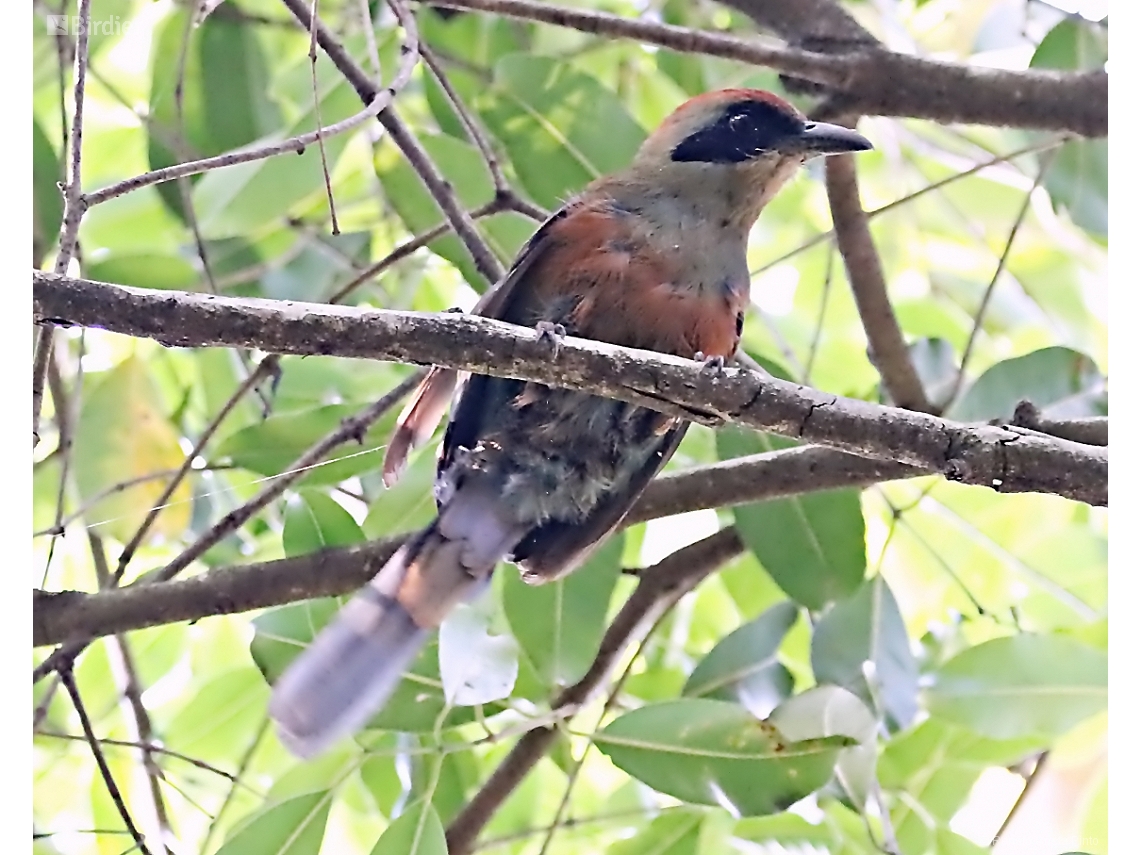 Baryphthengus ruficapillus