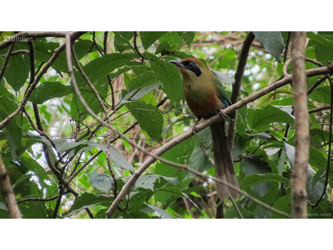 Baryphthengus ruficapillus