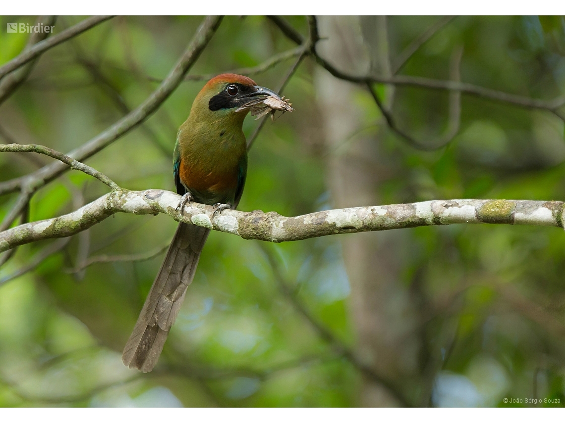 Baryphthengus ruficapillus