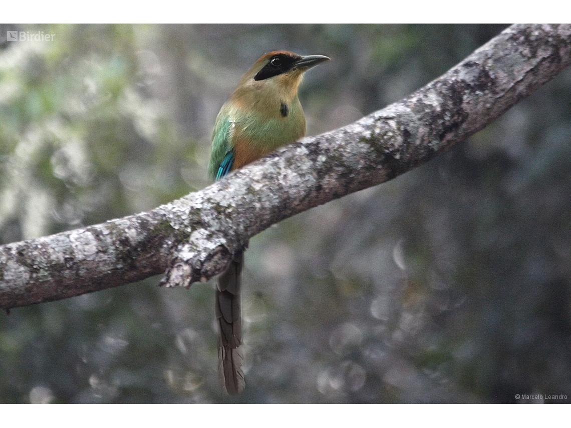 Baryphthengus ruficapillus
