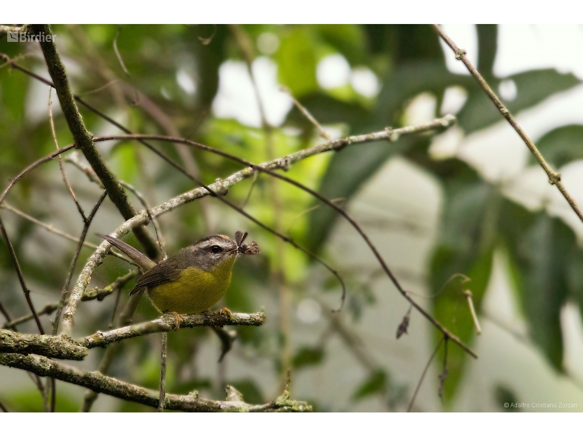 Basileuterus culicivorus