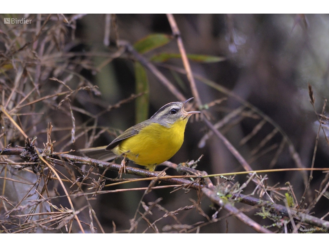 Basileuterus culicivorus