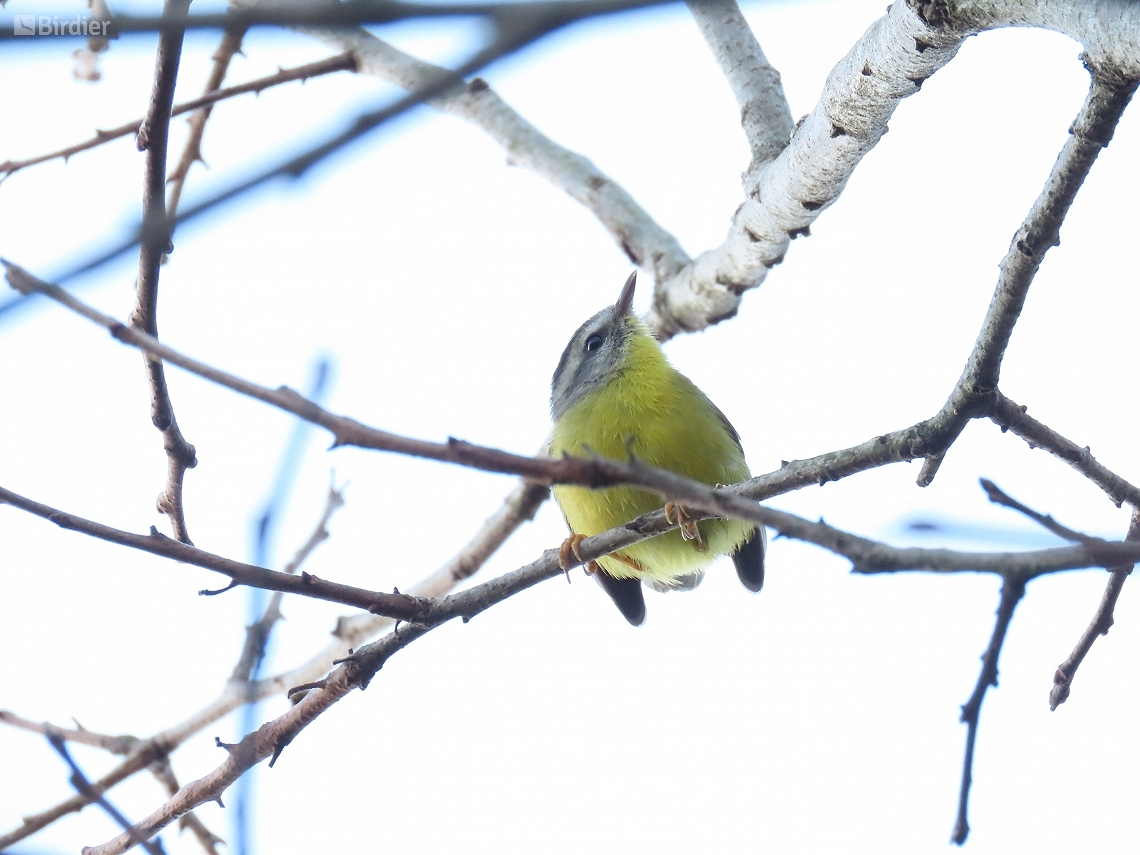 Basileuterus culicivorus