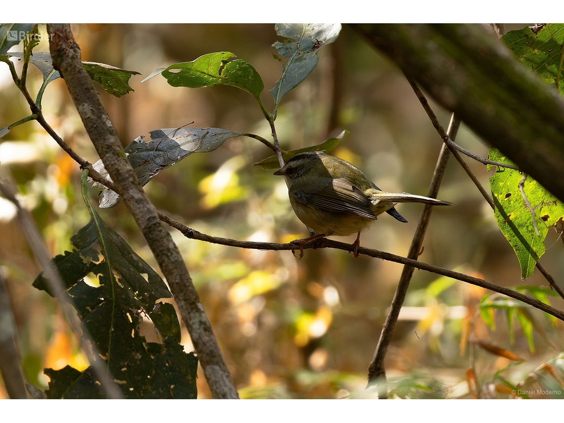 Basileuterus culicivorus