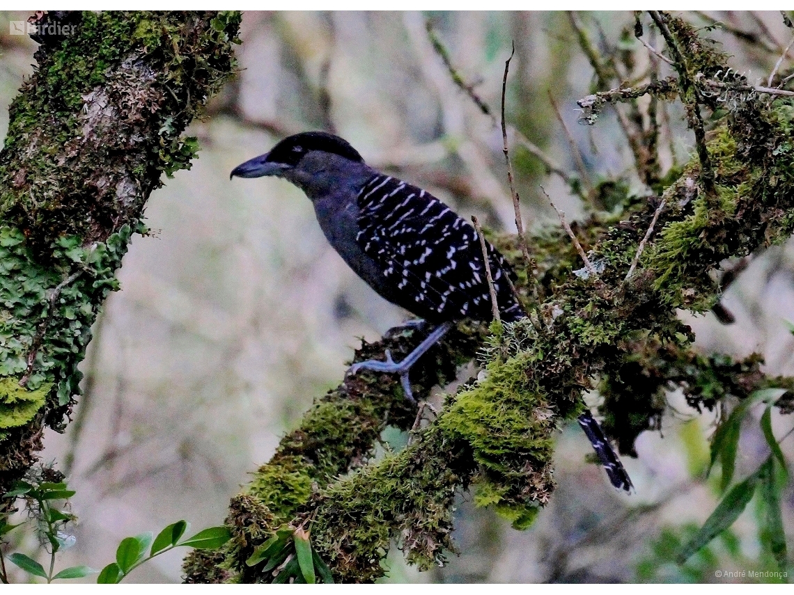 Batara cinerea