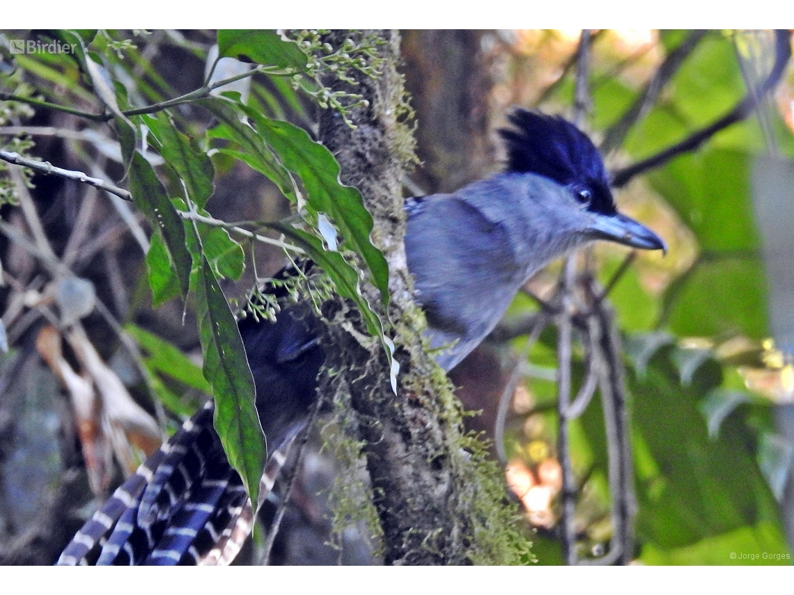 Batara cinerea