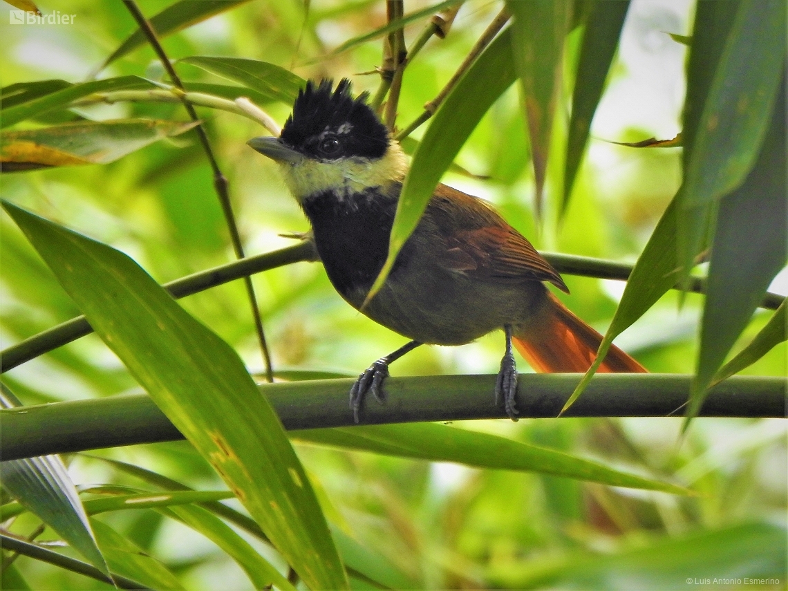 Biatas nigropectus