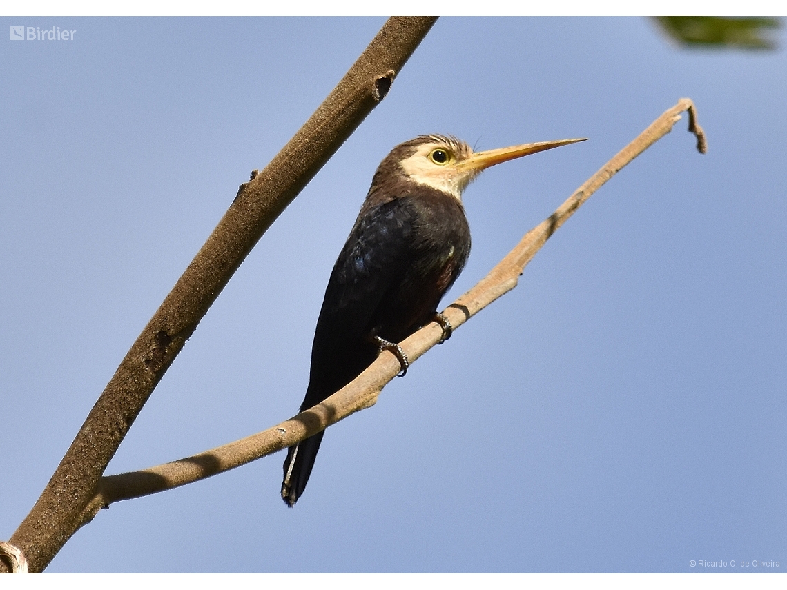 Brachygalba albogularis