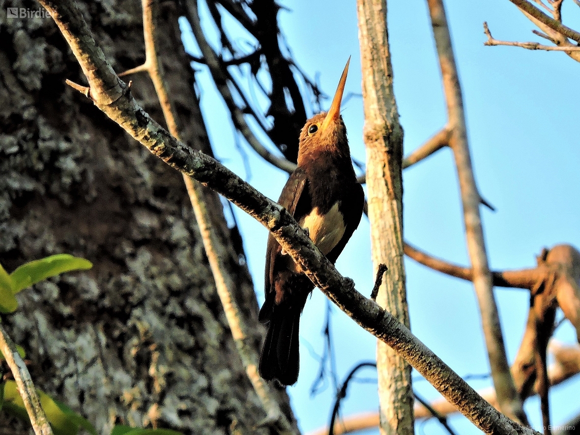 Brachygalba lugubris