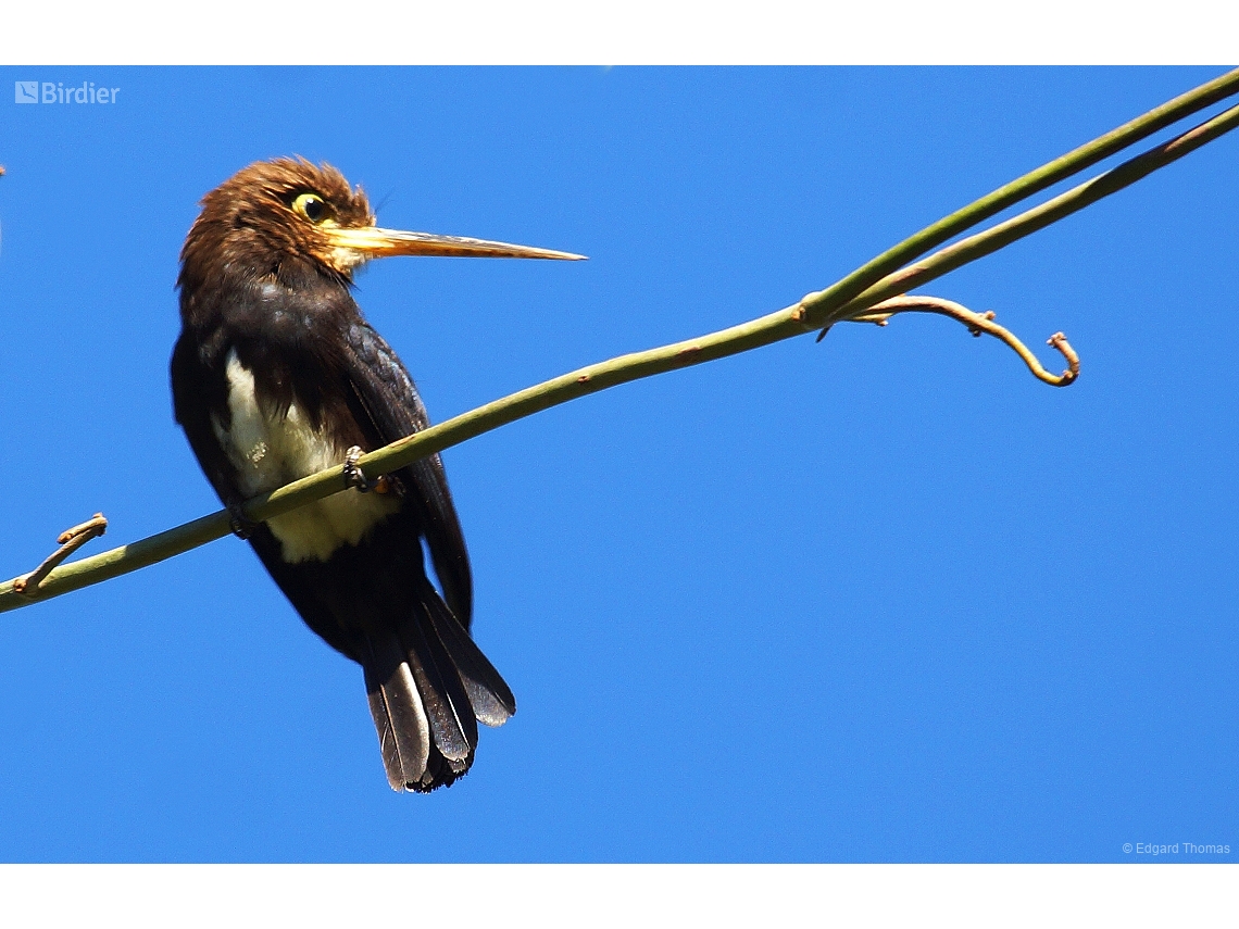 Brachygalba lugubris