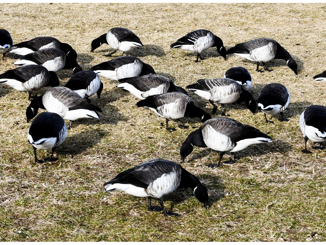 Branta bernicla