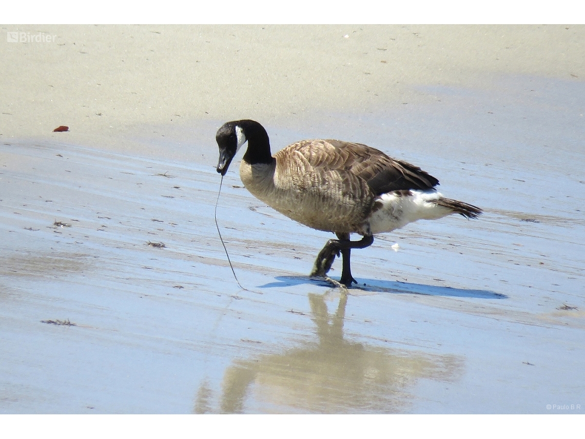 Branta canadensis