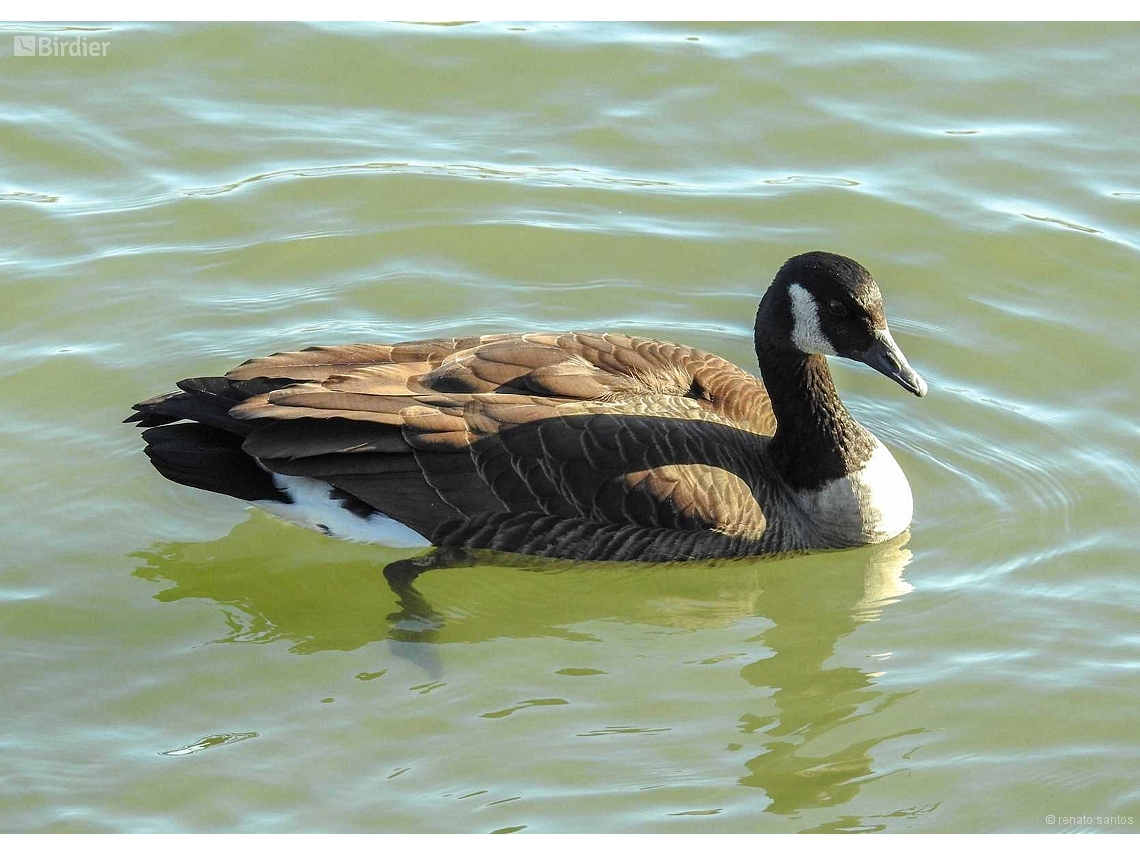 Branta canadensis