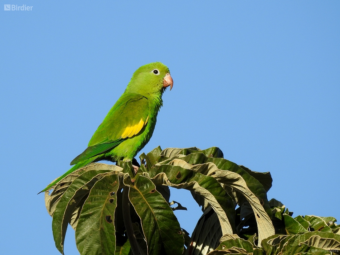 Brotogeris chiriri