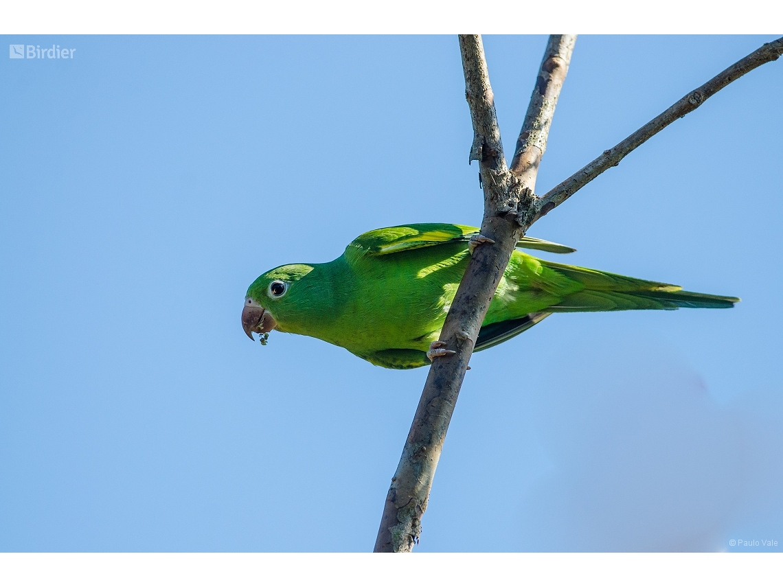 Brotogeris chiriri