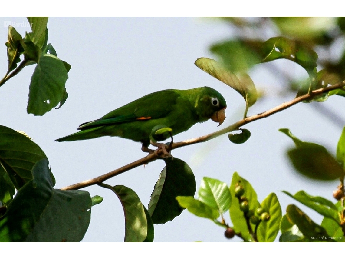 Brotogeris chrysoptera